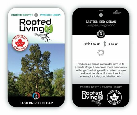 Juniperus virg. - Eastern Red Cedar 175cm BB / 6'