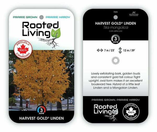 Tilia x mongolica - 'Harvest Gold'® Linden 50mm BB 2.00"