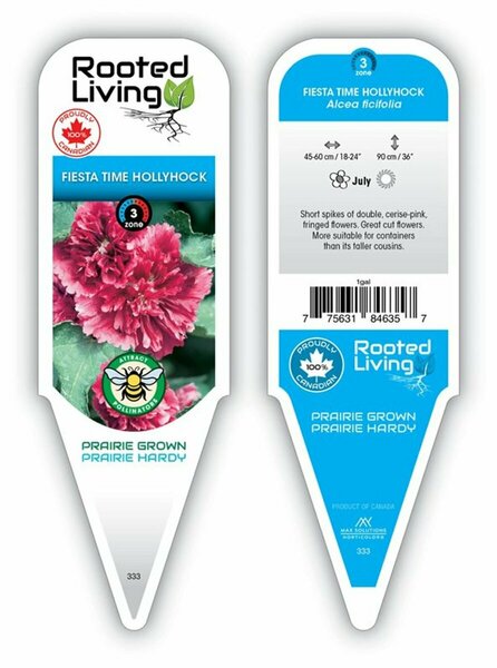 Alcea rosea - 'Fiesta Time' Hollyhock [dbl pi] 1 gal