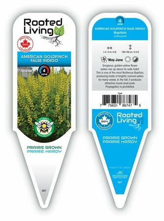 Baptisia - 'American Goldfinch' False Indigo  1 gal