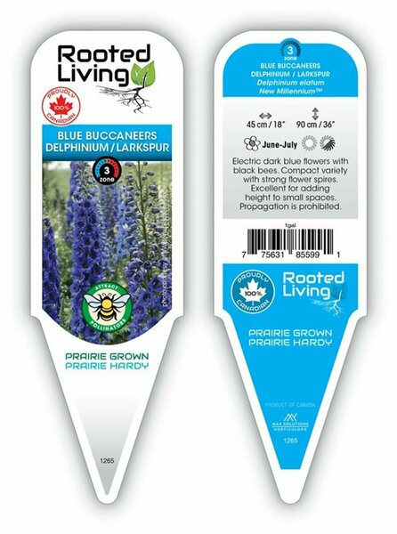 Delphinium - 'Blue Buccaneers' Larkspur 1 gal