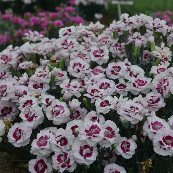 Dianthus - 'Kiss and Tell'® Pinks 1 gal
