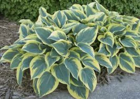 Hosta - 'First Frost' [Bl/Yl] 1 gal