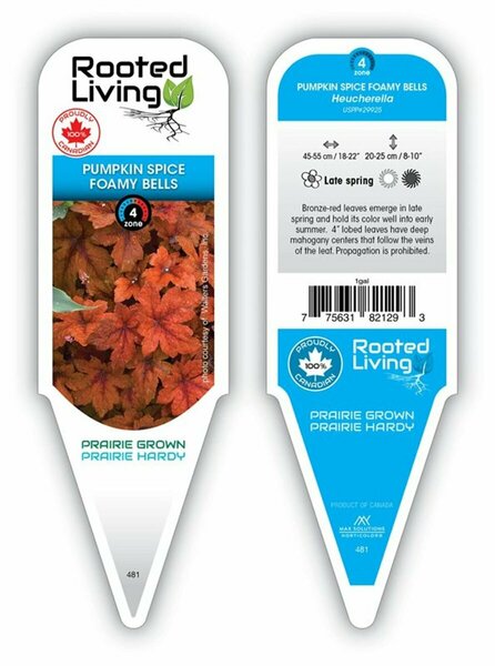 Heucherella - 'Pumpkin Spice' Foamy Bells 1 gal