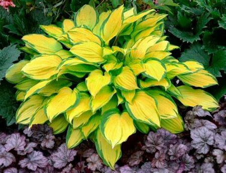 Hosta - 'Island Breeze' [Yl/Gr] 1 gal