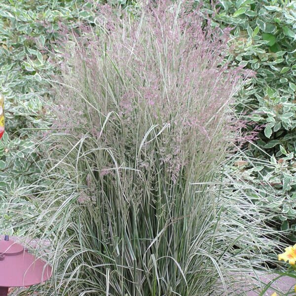 Calamagrostis x acu. - 'Overdam' Variegated Feather Reed Grass 1 gal outdoor