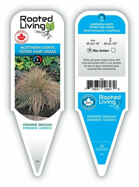 Deschampsia cespitosa - 'Northern Lights' Tuft Hair Grass 1 gal outdoor