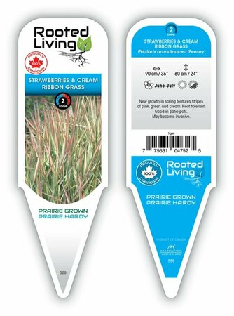 Phalaris arund. - 'Feesey' Strawberries & Cream Ribbon Grass 1 gal outdoor