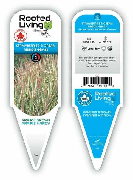 Phalaris arund. - 'Feesey' Strawberries & Cream Ribbon Grass 1 gal outdoor