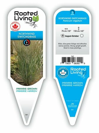 Panicum virgatum - 'Northwind' Switch Grass 1 gal