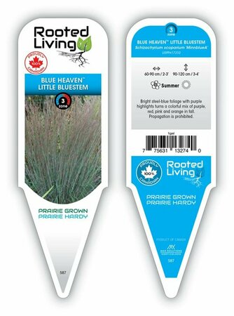 Schizachyrium scoparium - 'Blue Heaven' Little Bluestem Grass 1 gal