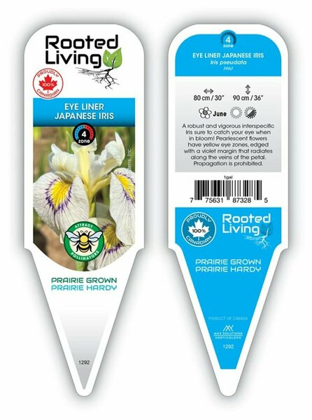 Iris pseud. - 'Eye Liner' *New 2025* 1 gal