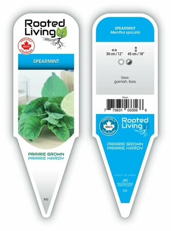 Mentha spicata - Spearmint 9 cm (3.5")