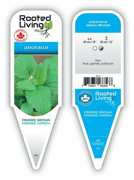 Melissa officinalis - Lemon Balm 9 cm (3.5")