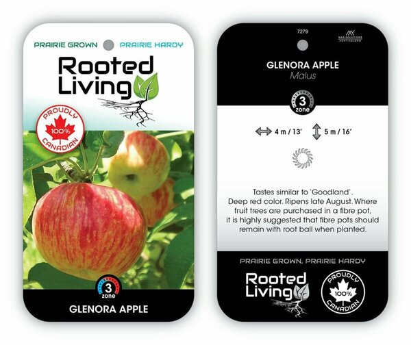 Malus - 'Glenora' Apple 7 gal