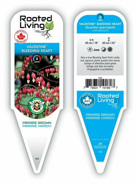 Dicentra - 'Valentine'® Bleeding Heart 1 gal