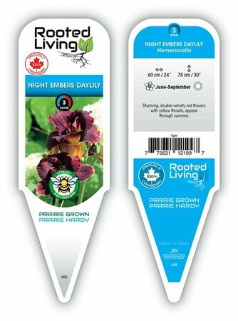 Hemerocallis - 'Night Embers' Daylily [Dk Rd] 1 gal