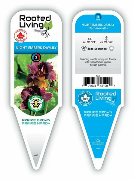 Hemerocallis - 'Night Embers' Daylily [Dk Rd] 1 gal