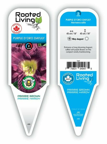 Hemerocallis - 'Purple D'Oro' Daylily 1 gal - image 2