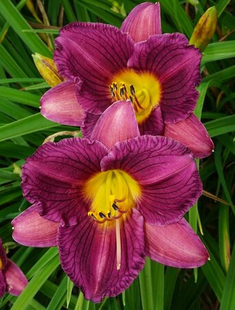 Hemerocallis - 'Purple D'Oro' Daylily  1 gal