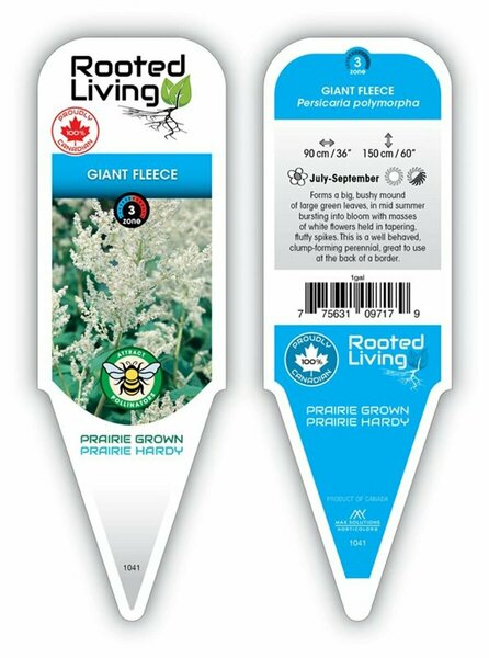 Persicaria polymorpha - Giant Fleece [White] 1 gal - image 2