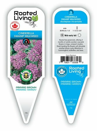 Asclepias incarnata - 'Cinderella' Swamp Milkweed 11 cm Prem (4.5")