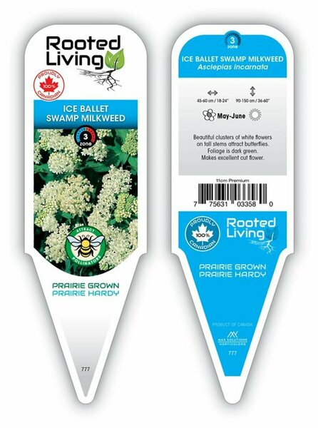Asclepias incarnata - 'Ice Ballet' Milkweed 11 cm Prem (4.5")