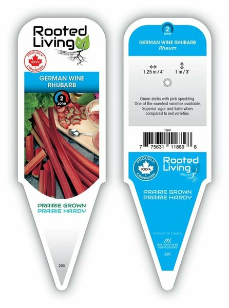 Rheum - 'German Wine' Rhubarb 1 gal