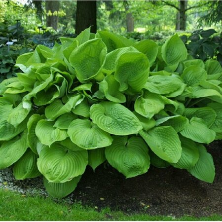 Hosta - 'Sum and Substance' [Gld-Gr] 1 gal outdoor