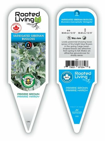 Brunnera mac. 'Variegata' - Variegated Siberian Bugloss 1 gal