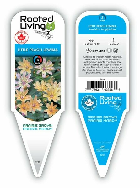 Lewisia - 'Little Peach' *New 2025* 9 cm (3.5")