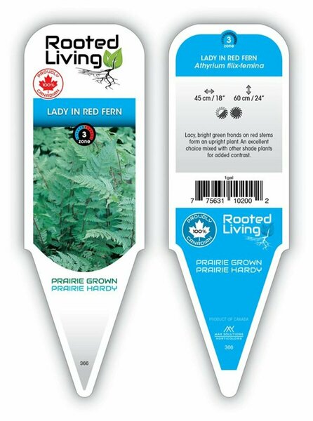Athyrium filix-femina - 'Lady in Red' Fern 1 gal