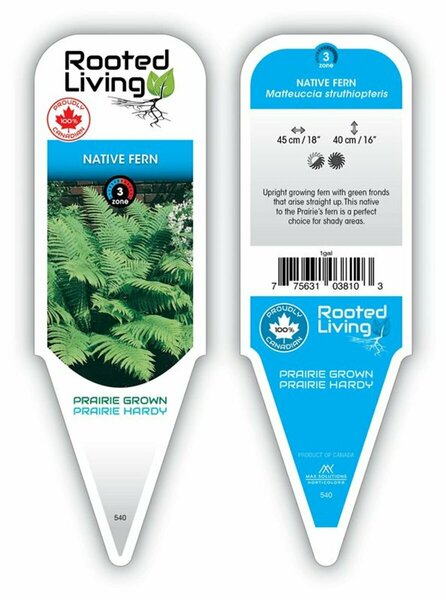 Matteuccia struthiopteris - Native Fern 1 gal