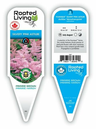 Astilbe - Younique™ 'Silvery Pink' 1 gal
