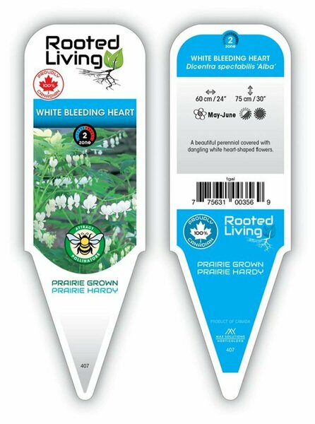 Dicentra spectabilis - 'Alba' Bleeding Heart 1 gal