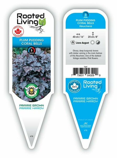 Heuchera - 'Plum Pudding' Coral Bells 1 gal