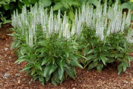 Veronica spicata - 'Snow Candles' Speedwell 1 gal