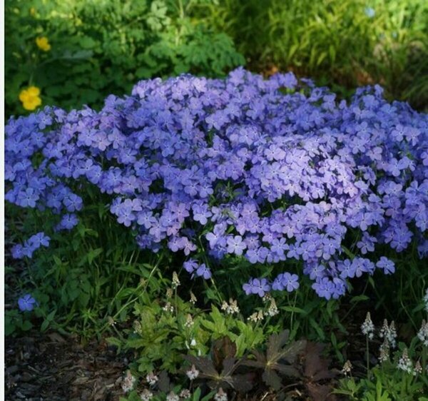 Phlox div. - 'Blue Moon' Native Woodland Phlox 1 gal