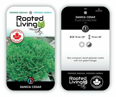 Thuja occ. - 'Danica' Globe Cedar 2 gal