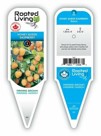 Rubus - 'Honeyqueen' Raspberry 1 gal - image 2