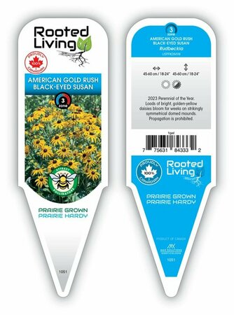 Rudbeckia hirta - 'Autumn Colors' Gloriosa Daisy 11 cm Prem (4.5")