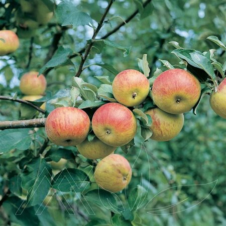 Malus - 'Battleford' Apple 5-6ft FP - image 1