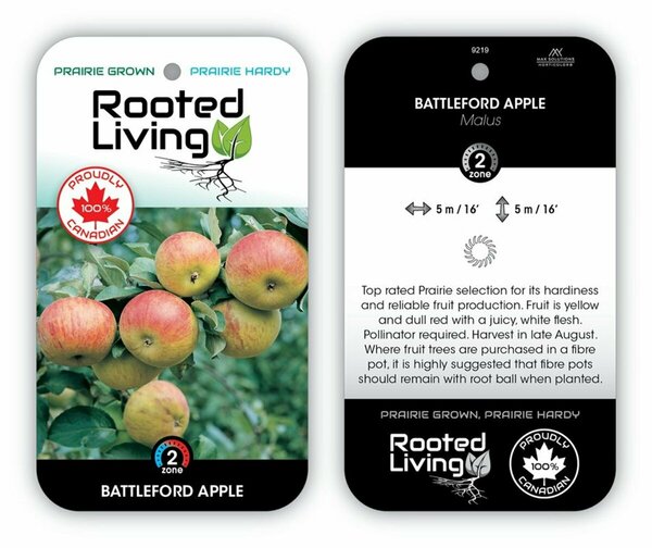 Malus - 'Battleford' Apple 5-6ft FP - image 2