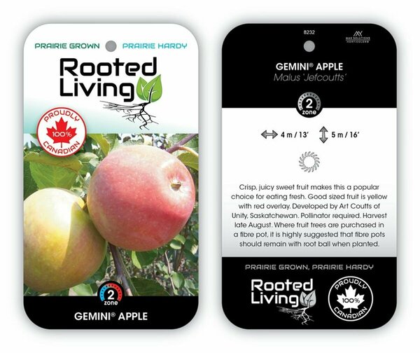 Malus - 'Gemini' Apple [Jefcoutts] 5-6ft FP