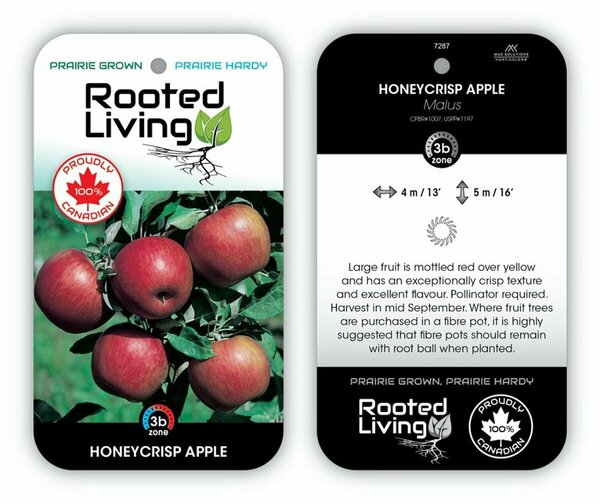 Malus - 'Honeycrisp' Apple 5-6ft FP