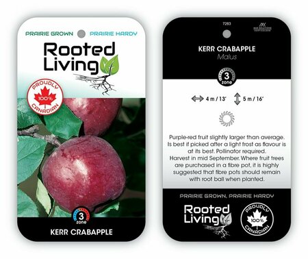 Malus - 'Kerr' Crabapple 5-6ft FP