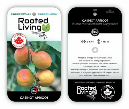 Prunus 'Durgarfield' - 'Casino' Apricot 5-6ft FP