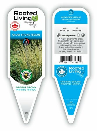 Festuca arundinacea 'Glow Sticks' - Fescue Grass *New 2025* 1 gal