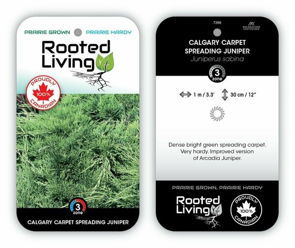 Juniperus sabina - 'Calgary Carpet' 2 gal