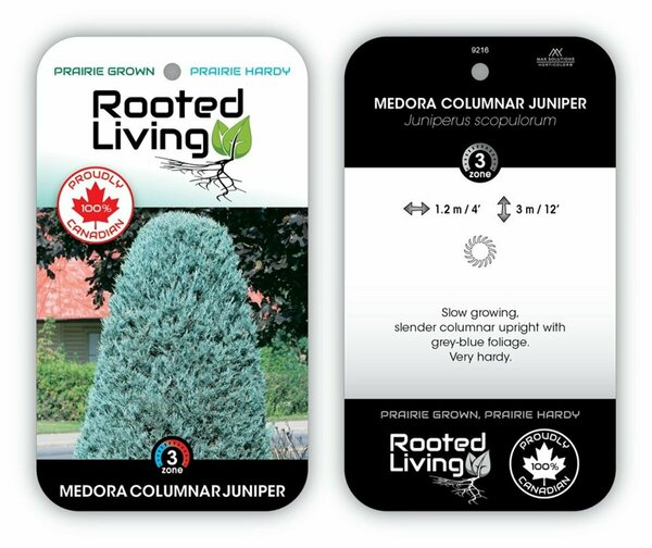 Juniperus scop. - 'Medora' 125cm fld pt